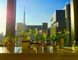 社窓 転じてまるで温室…