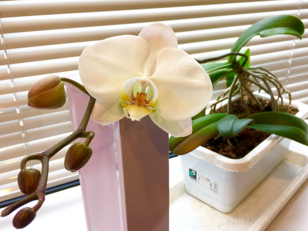 胡蝶蘭の“ランディ”…でッす\(//∇//)\ は、花…咲きました~🎶