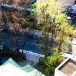 大銀杏さま…若葉✨キラキラ✨