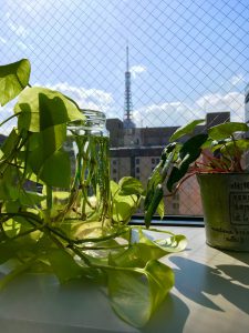 温室状態の社窓内…グリーンの向こうには🗼が…（≧∇≦）