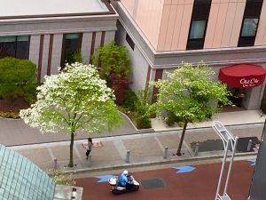 1年後のお向かい老舗ホテル前。高層の宿泊棟を隣に移築して 敷地中央を敢えて低層階の“憩いの場”おもてなし空間としたコトにちょっと感動しました。ビル建設ラッシュのこの界隈で外人客が多いホテルの決断。以前から同じ場所でscrap & build を見続けてきたハナミズキも狭い歩道から解放され、のびのびスクスク(^O^)／