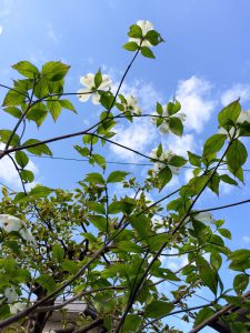 お花が全て上向きにつくので、下から見上げると、緑は美しいもののお花のB面ばかりで意外に地味デス(^^;;