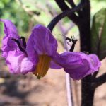 ホンモノの“働きモノの蟻さん”＠お茄子の花~2017年5月~