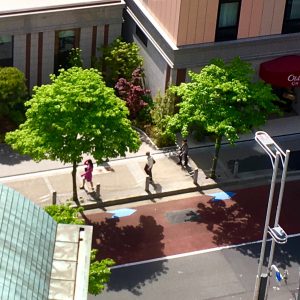 お向かい老舗ホテル前のハナミズキも花の季節を終え🌿更なるモフモフ🌳もふもふ🌳🐉