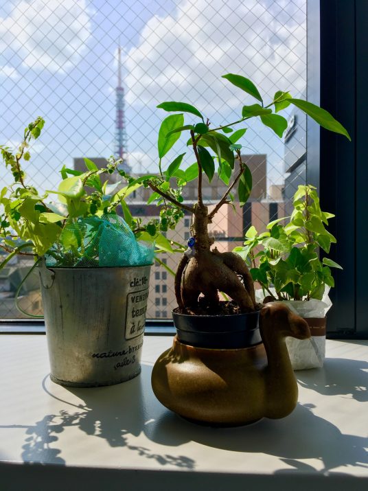 ラクダの花器をプレゼントされたところからガジュマルをセレクトして育て始めたそうな~♪…ラクダの名は“ルドルフ”(^^;; 葉月最終週始まり月曜午後の陽射しを浴びて…