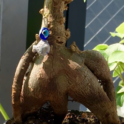 2017/8/28 ガジュマル…青いコは『トルコの目玉お護り』だそうな(￣◇￣;)   持ち主M女史曰く「最高のsexyプリケツなんダヨね~♪ガジュマル」…意識して撮ってみました(p_-)けど…