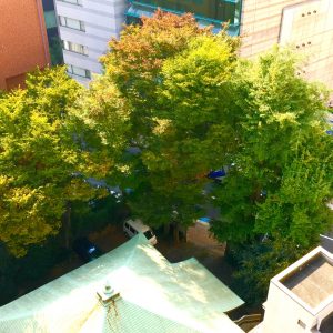 2017年11月7日お昼時…社窓より下方に目をやると寺社境内の樹々も陽の光を受けて徐々に黄葉中…