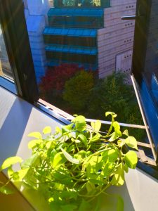 いつものホメオの窓を開けますと…