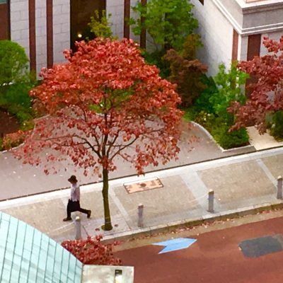 社窓9階から真下に臨む　港区の木『ハナミズキ』が紅葉…華やかに燃えています♪