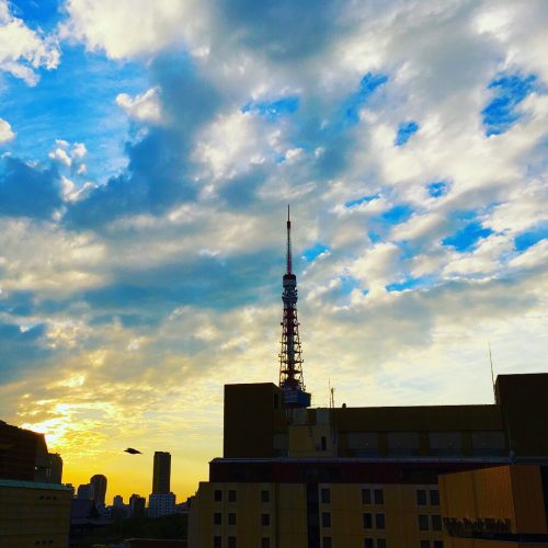 芝増上寺の杜へ帰るカラス！ (p_-) ･･･視えますか？