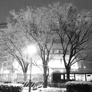 キラキラ樹氷の様に街路樹が激しく揺れておりました…❄️☃️🌀