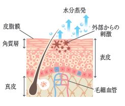 肌のイラストJPG