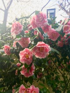 牡丹も負けじと🌸🌸🌸