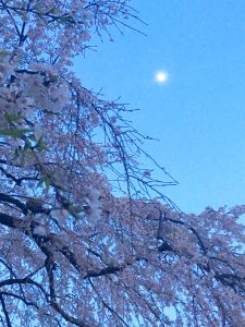 芝増上寺境内の🌸　夕暮れ時･･･