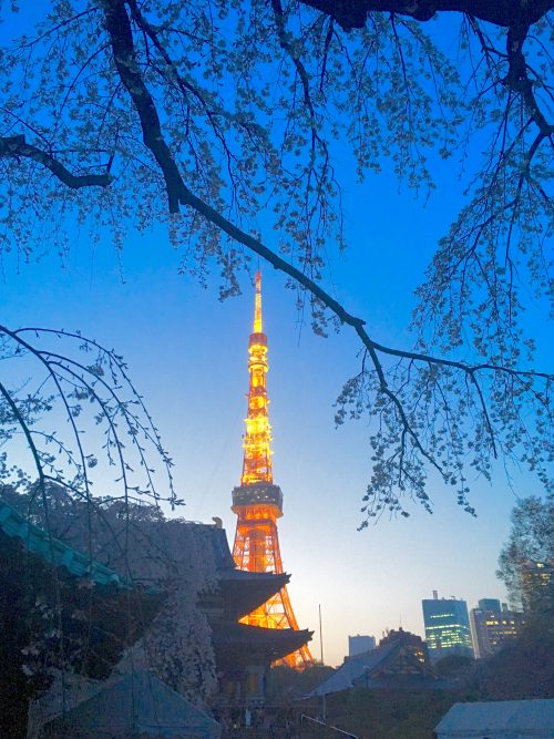云わずと知れた港区ｼﾝﾎﾞﾙﾀﾜｰ🗼TOKIO(=東京 tower)と枝垂桜