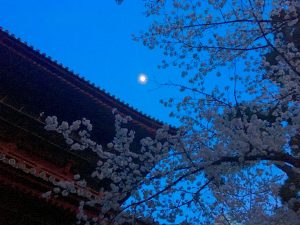増上寺　三解脱門越しのお月さまと桜