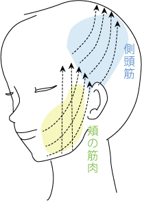 ほうれい線