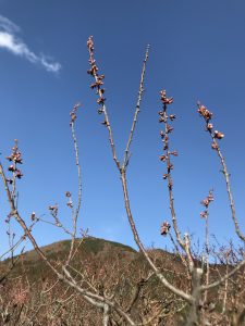 IMG_5548