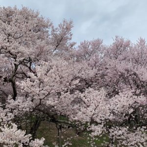 IMG_1691