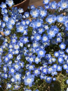 ブルーのお花2