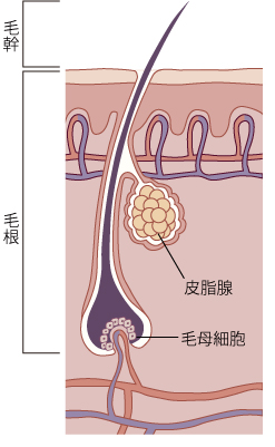 毛根