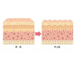 皮膚構造