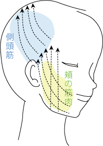 ほうれい線_右頬