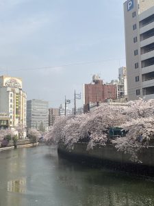 桜川沿い