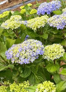 A9200212-716F-4590-8A7F-02789199F186