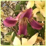 saved_image (24)