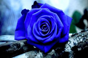68-683149_blue-rose-wallpaper-hd-download-free