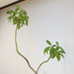 image_6483441 (2)