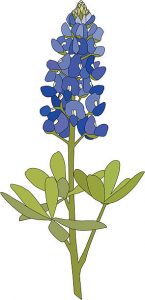 The Bluebonnet Flower is the much beloved state flower of the state of Texas.