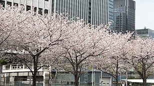 桜