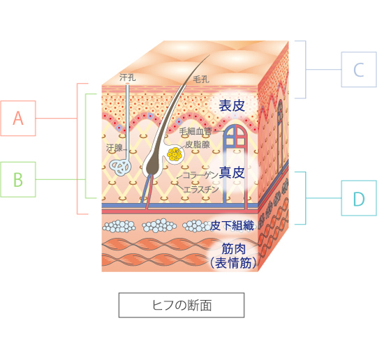 美顔器 30年のロングセラー FEXA'-uni- - HOMEOSTYLE 美顔器 30年のロングセラー FEXA'-uni- - HOMEOSTYLE
